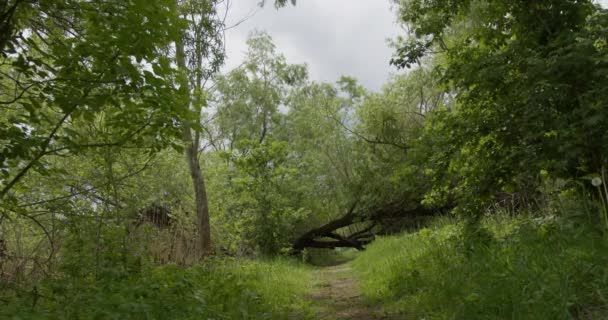 Naturens Vägspärr Trädstam Skogsstigen — Stockvideo