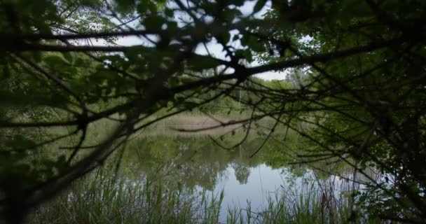 Skryté Jezero Uhnízděné Lese — Stock video
