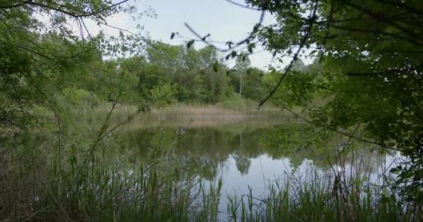 Ukryte Jezioro Położone Lesie — Wideo stockowe