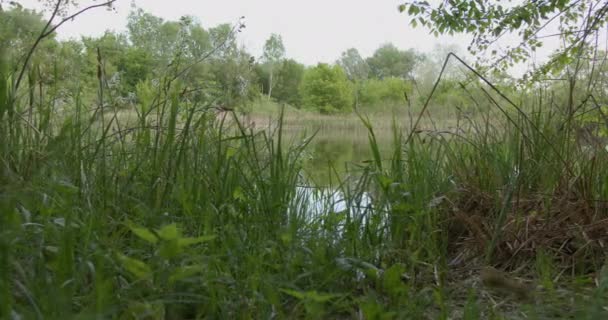 森林湖畔的宁静 — 图库视频影像