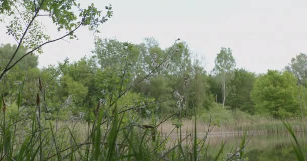 Sereniteit Bij Het Woodland Lake — Stockvideo