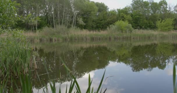 Serenidad Junto Lago Woodland — Vídeo de stock
