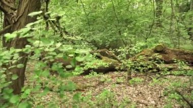 Parktaki yeşil orman