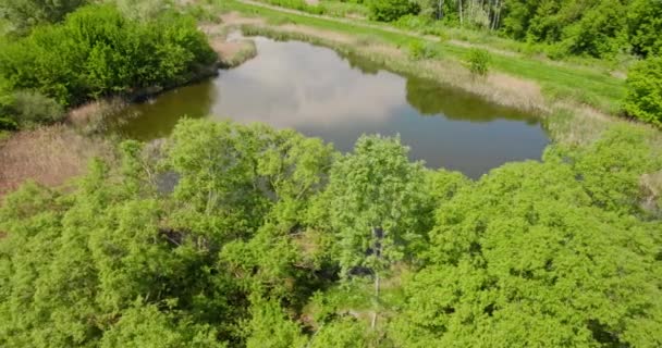 Piękne Ujęcie Rzeki Otoczonej Zielonymi Drzewami — Wideo stockowe