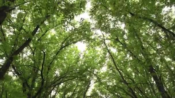 Grön Skog Parken — Stockvideo