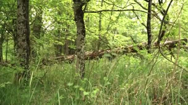 Вертикальный Снимок Леса Деревьями — стоковое видео