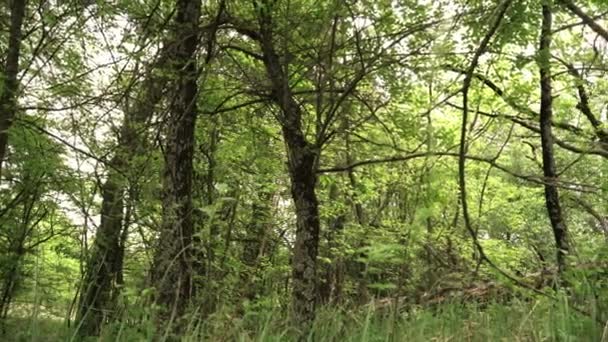 Wald Mit Grünen Bäumen — Stockvideo