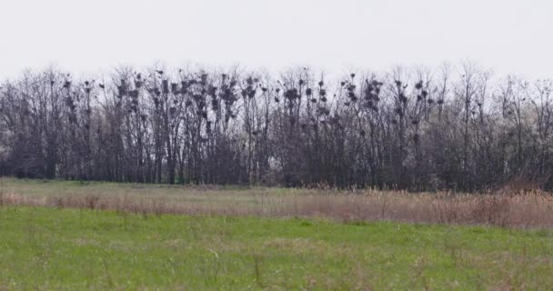 小鸟乐园中的一丝轻盈 树梢鸟巢生机勃勃 — 图库视频影像