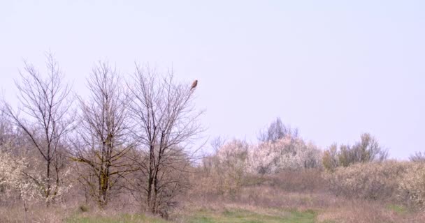 Common Kestrel Perched Tree Branch Blue Sky — Stock Video
