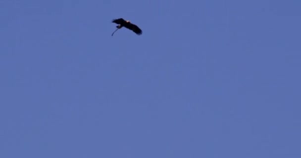 普通甲鱼在行动 空中捕猎与猎食在其法律中 — 图库视频影像