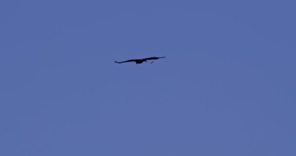 Common Kestrel Action Luchtjacht Met Prooi Zijn Klauwen — Stockvideo