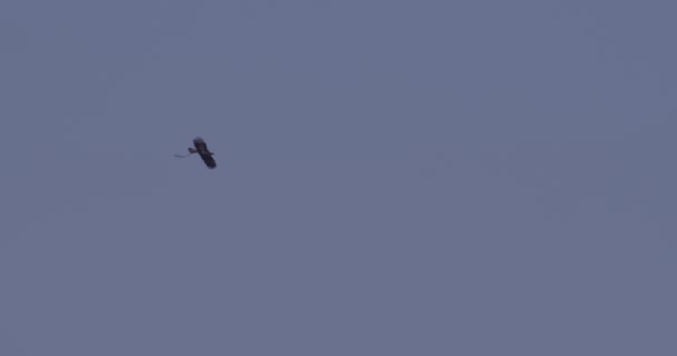 コモン ケストレル アクション その主張における獲物との空中狩り — ストック動画