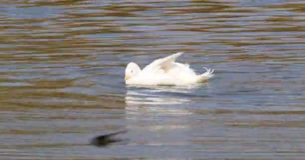 Dos Patos Pekin Lago Buceando Jugando — Vídeos de Stock