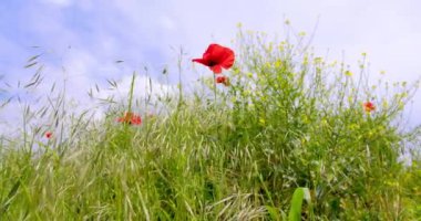Yakından Güzellik: Meadow 'da Yaygın Gelincik