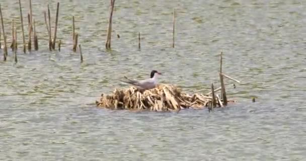 Common Tern Perched Nest Amidst Tranquil Waters — Stock Video