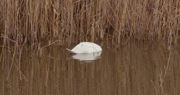 这段录像很好地概括了水鸟在其天然水域中的永恒魅力 使其成为寻求传达大自然水道的宁静与优雅的项目的理想场所 — 图库视频影像