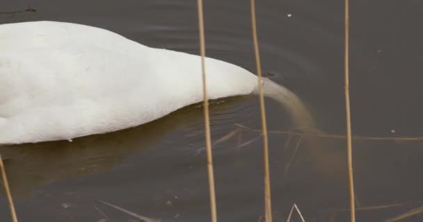 Footage Beautifully Encapsulates Grandeur Beauty Mute Swan Making Ideal Projects — Stock Video