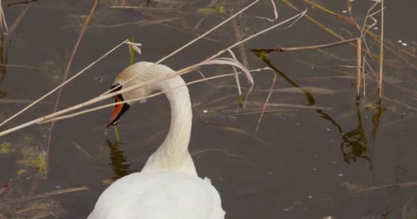 Footage Beautifully Encapsulates Grandeur Beauty Mute Swan Making Ideal Projects — Stock Video