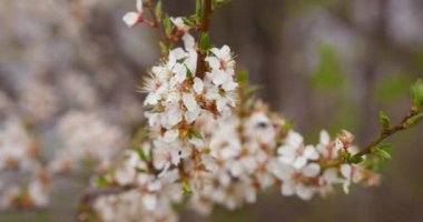 Bu görüntüler, kayısı ağacının bahardaki ihtişamını ve neşesini özetliyor. Bu da onu, doğanın mevsimsel dönüşümlerinin karmaşıklığını ve çekiciliğini yansıtan projeler için ideal kılıyor.