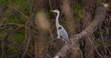 Bu görüntü, kuş yaşamının huzur ve ebedi cazibesini doğal ortamlarında özetleyerek doğanın sükunetini ve zarafetini yansıtan projeler için ideal hale getiriyor..