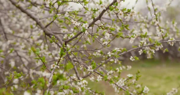 Nagranie Odzwierciedla Radość Blask Drzewa Morelowego Jego Wiosennej Chwale Czyni — Wideo stockowe