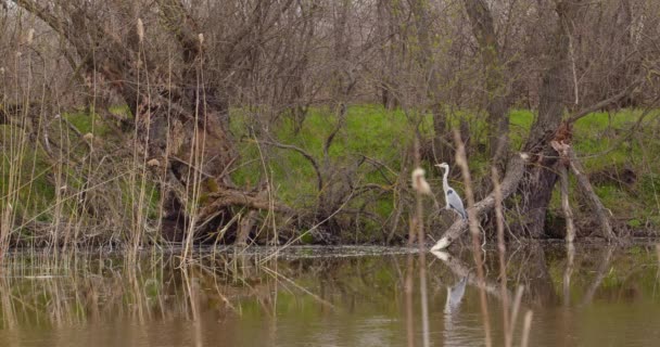 Footage Beautifully Encapsulates Serene Timeless Charm Birdlife Natural Habitat Making — Stock Video