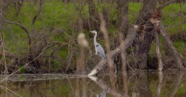 Görüntü Kuş Yaşamının Huzur Ebedi Cazibesini Doğal Ortamlarında Özetleyerek Doğanın — Stok video