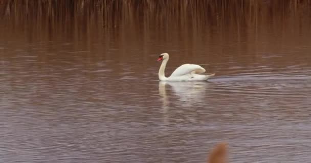 Footage Beautifully Encapsulates Timeless Charm Waterfowl Natural Aquatic Haven Making — Stock Video