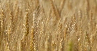 Bu görüntüler tarımın ihtişamını ve verimli bir hasat vaadini özetliyor. Bu da tarım arazisinin canlılığını ve refahını iletmek isteyen projeler için ideal hale getiriyor.