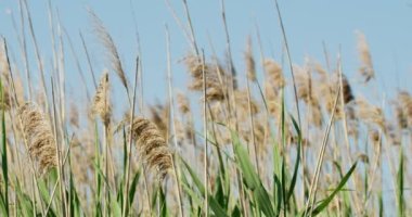 Bu görüntü, sazlıkların sallanışının büyüleyici ve barışçıl görüntüsünü güzel bir şekilde özetliyor. Bu da doğal dünyanın rahatlatıcı ve uyumlu özünü yansıtan projeler için ideal hale getiriyor.