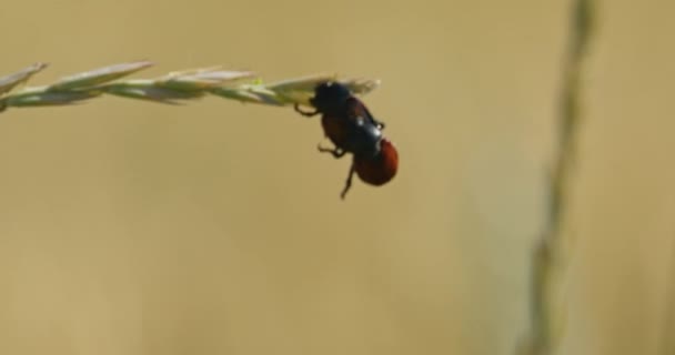 Este Metraje Muestra Comportamiento Curioso Veces Impredecible Los Insectos Hábitat — Vídeos de Stock