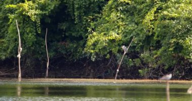 Ormanın güzel manzarası