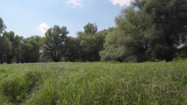 Yaz ormanının manzarası