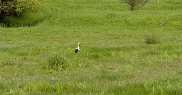 Una Cicogna Cammina Attraverso Prato Alla Ricerca Cibo Natura — Video Stock
