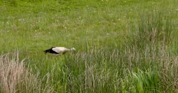 Stork Går Genom Äng Jakt Efter Mat Det Vilda — Stockvideo