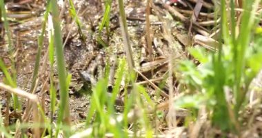 Beyaz ağızlı yılan vahşi doğada, av aramak için göletin yanında.