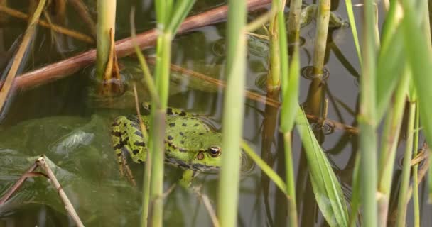 Green Frog Resting Reeds Pond — Stock Video