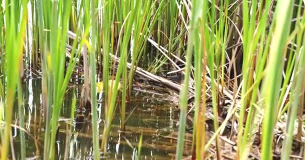 獲物を求めて池の近くの野生の白口の蛇 — ストック動画