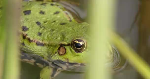 Filmaufnahme Eines Grünen Frosches Einem Teich Aufgenommen Nahaufnahme — Stockvideo