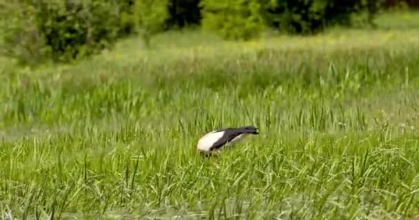 Stork Det Vilda Vandrar Gräset Jakt Efter Mat — Stockvideo
