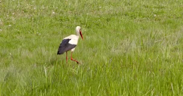 Stork Wild Walks Grass Search Food — Stock Video