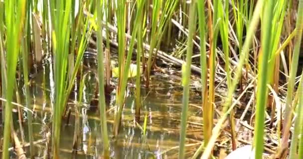 연못에서 먹이를 갈대를 통과합니다 — 비디오