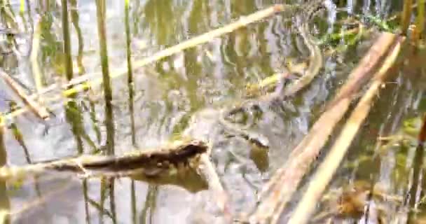 Serpiente Boca Blanca Busca Presas Estanque Pasa Través Las Cañas — Vídeos de Stock