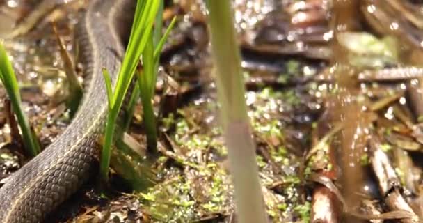 Serpent Bouche Blanche Attrape Poisson Tente Avaler — Video