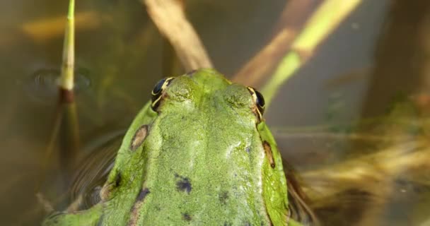 Göldeki Yeşil Kurbağa Görüntüsü Yakından Çekilmiş — Stok video