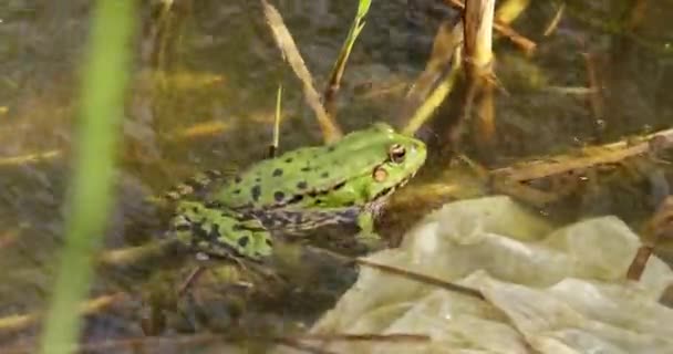 Green Frog Catches Bee Spits Out — Stock Video