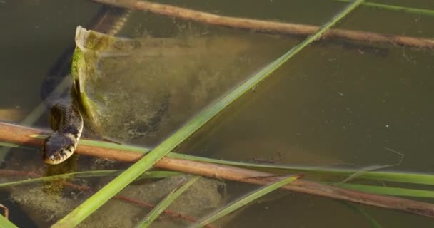 白嘴蛇在池塘里觅食 穿过芦苇 — 图库视频影像