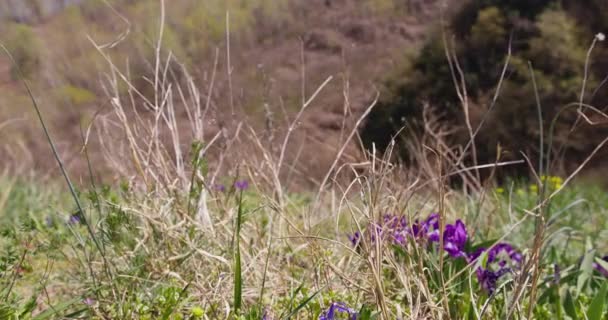 Зачаровує Кадри Захоплює Витончену Фіолетову Ірису Розквітає Серед Гобеленів Диких — стокове відео