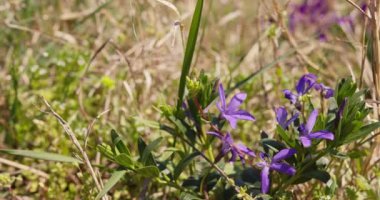 Bu büyüleyici görüntü, yaban çiçeklerinin ve canlı yabani otların arasında açan zarif mor irisi yakalar..