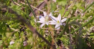 Video, çiçekli mücevherin doğal çevresindeki ahenkli birlikteliğini tasvir ediyor, vahşi doğanın arka planına karşı onun ışıltılı zarafetine bir bakış sunuyor..